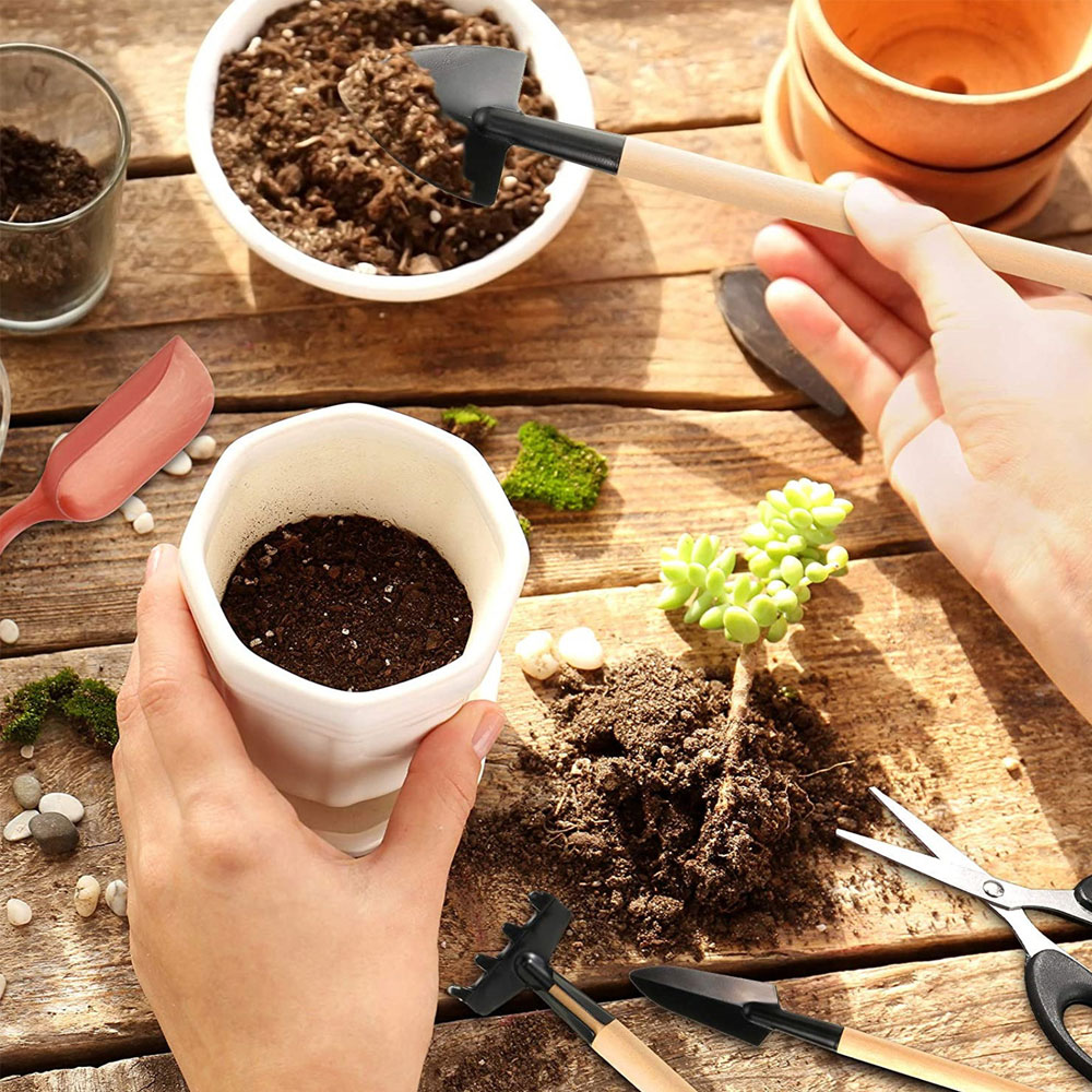 Succulentพืชเครื่องมือMini Gar - Gardening Tools Sale บทวิจารณ์และราคา